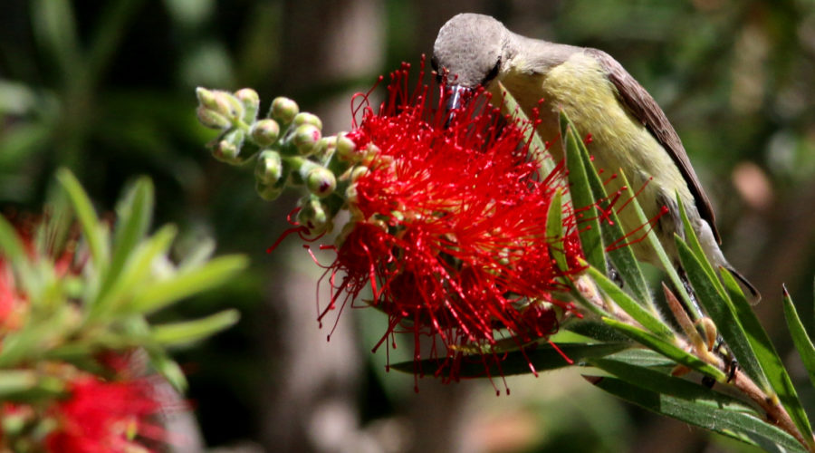 Purple Sunbird_Yasharsadafzadeh IMG_7471